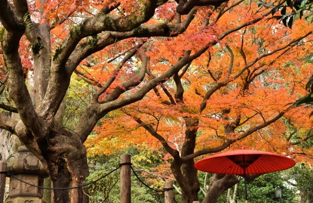 しっぽり飲むのも悪くない！鎌倉でおすすめのクラフトビールが飲めるパブを紹介