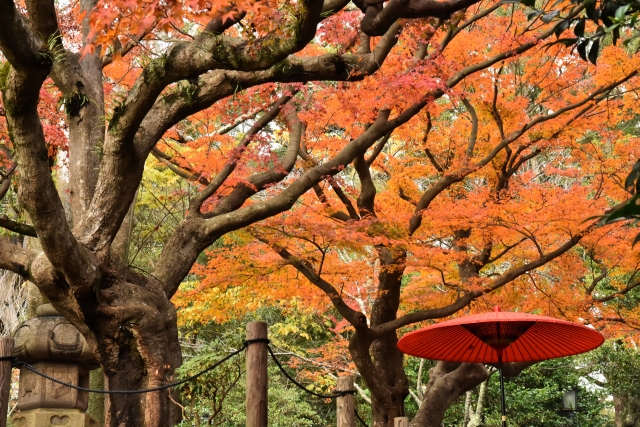 しっぽり飲むのも悪くない！鎌倉でおすすめのクラフトビールが飲めるパブを紹介